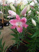 [4218 Queenfish EVR No101.JPG]